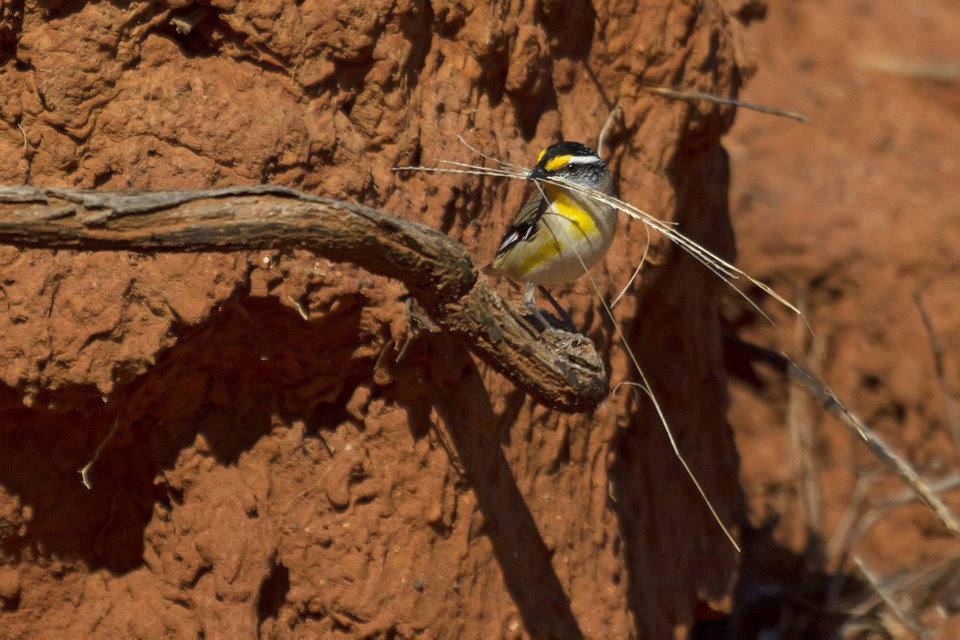 Striated Pardalote (Pardalotus striatus)